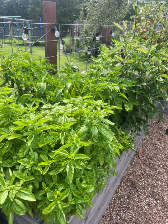 Edible Garden Coaching Session
