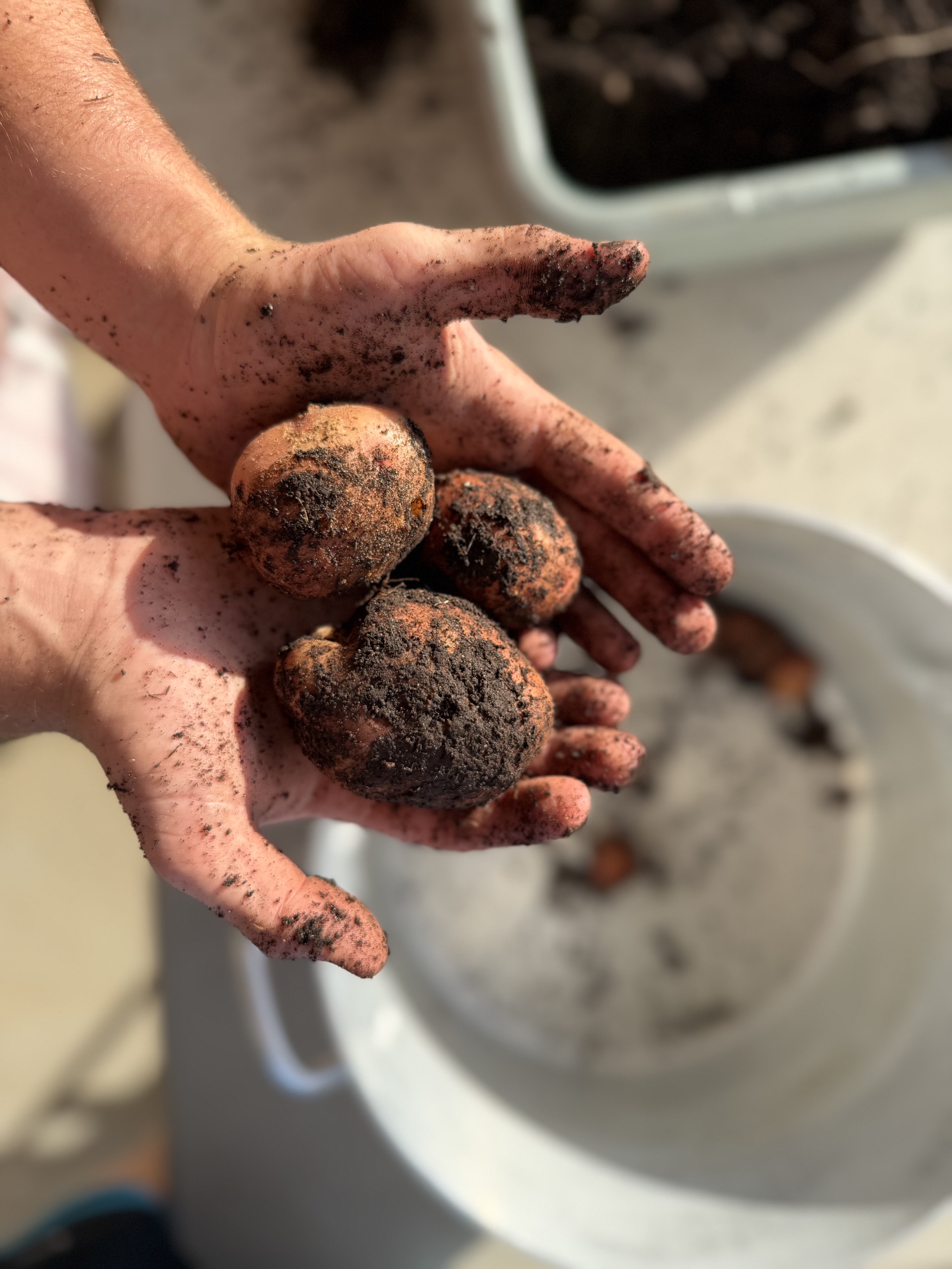 How to Grow Your Own Potatoes