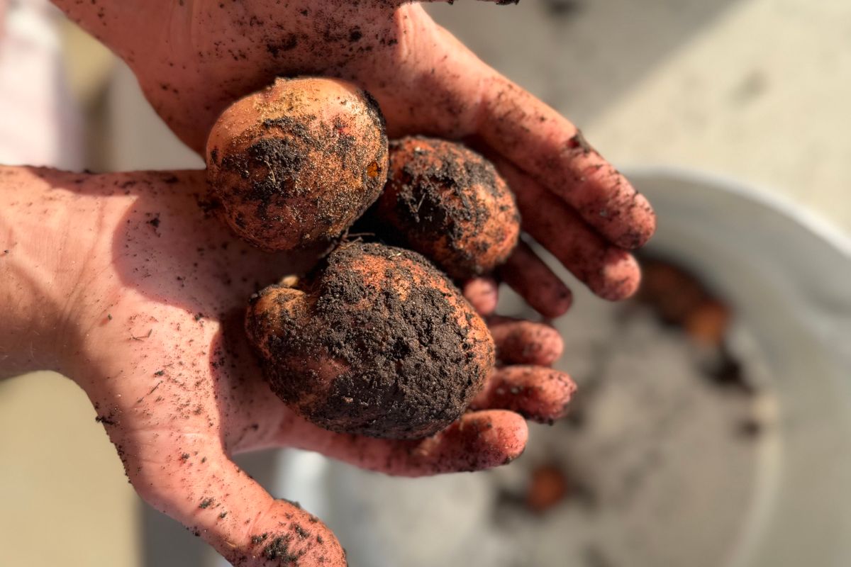 Homegrown potatoes harvested from a backyard garden bed